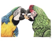 Pair of Macaws
