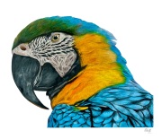 Yellow and Blue Macaw