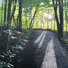 In the Company of Trees