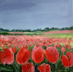 Tulip Fields I