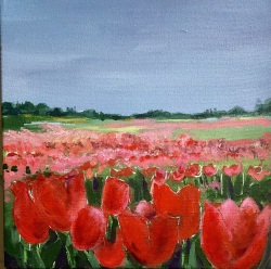 Tulip Fields II