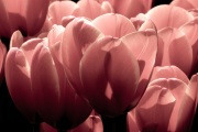 Delicate Disposition