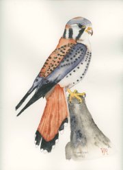 American Kestrel