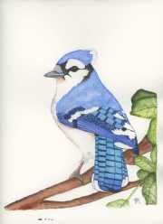 Blue Jay
