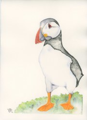 Puffin