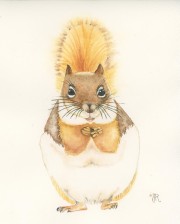 Red Squirrel