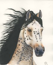 spotted Horse
