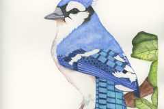 Blue Jay