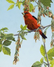 The Early Bird